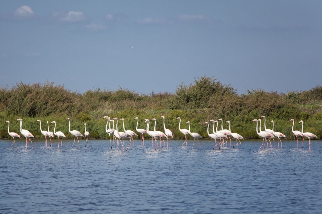 Flamingos in der Nähe von Lissabon