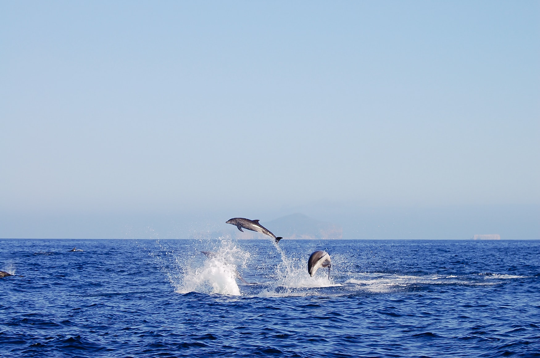 Delfine beim tauchen auf den Galapagos-Inseln in Ecuador