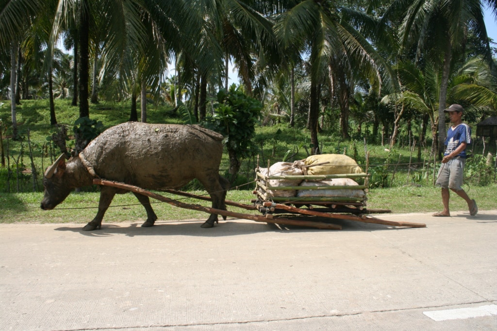 Tierischer Verkehr auf den Philippinen ist keine Seltenheit.