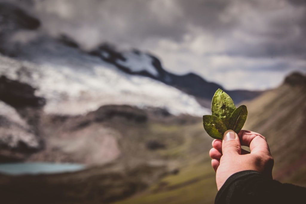 Person hält Blatt einer Coca-Pflanze auf dem Lares Trek in Peru vor die Kamera