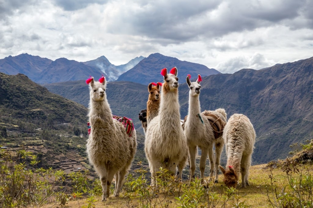 Mehrere Lamas auf dem Lares Trek in Peru