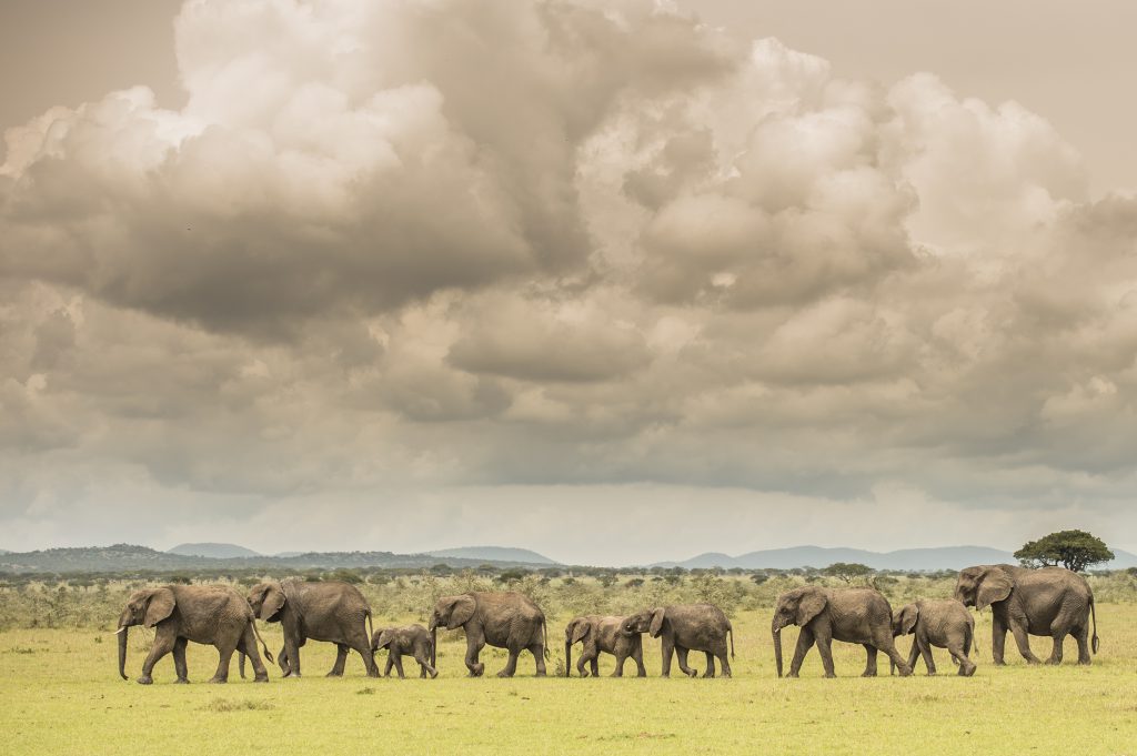 Die Singita Lodges in Tansania liegen im Herzen der Serengti.