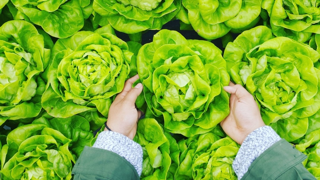 Hand greift nach einem Salatkopf