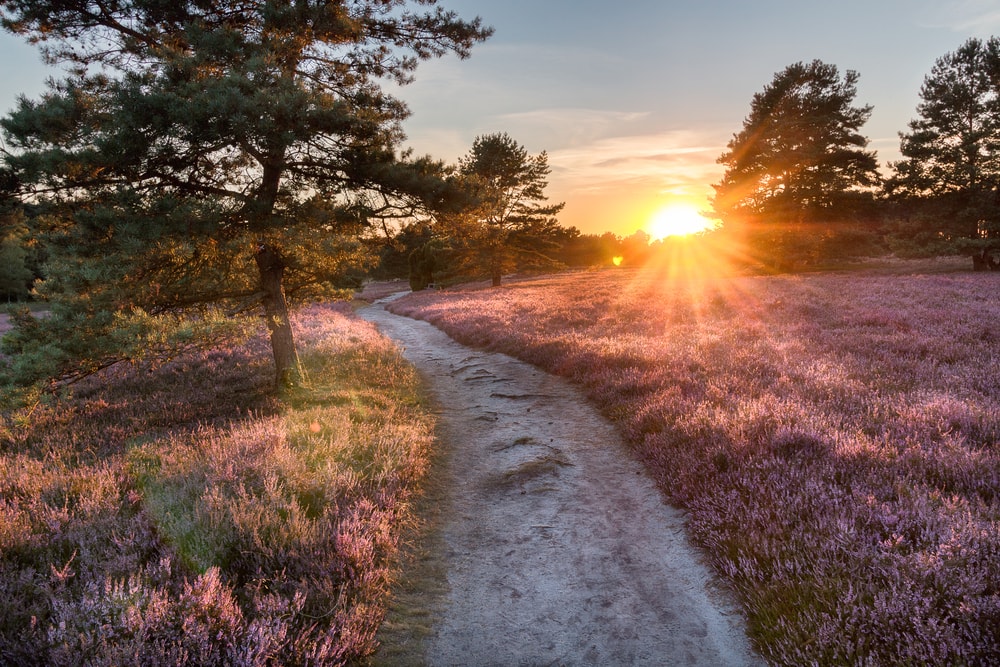 Lüneburger Heide bei Sonnenuntergang