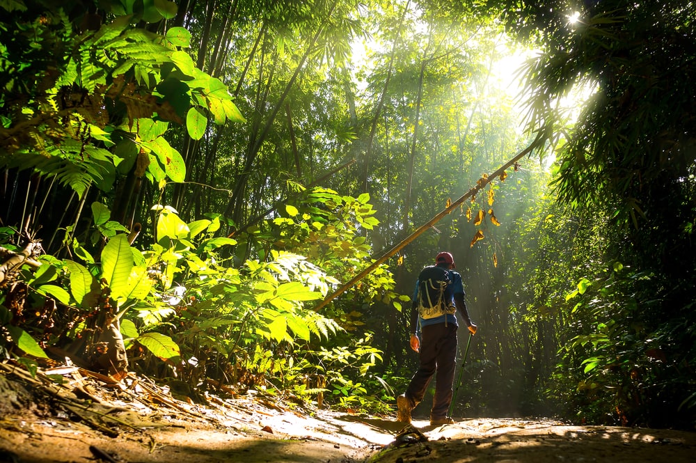 Mann im Wald wandernd