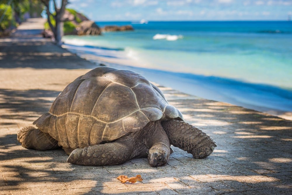 Riesenschildkröte auf den Seychellen