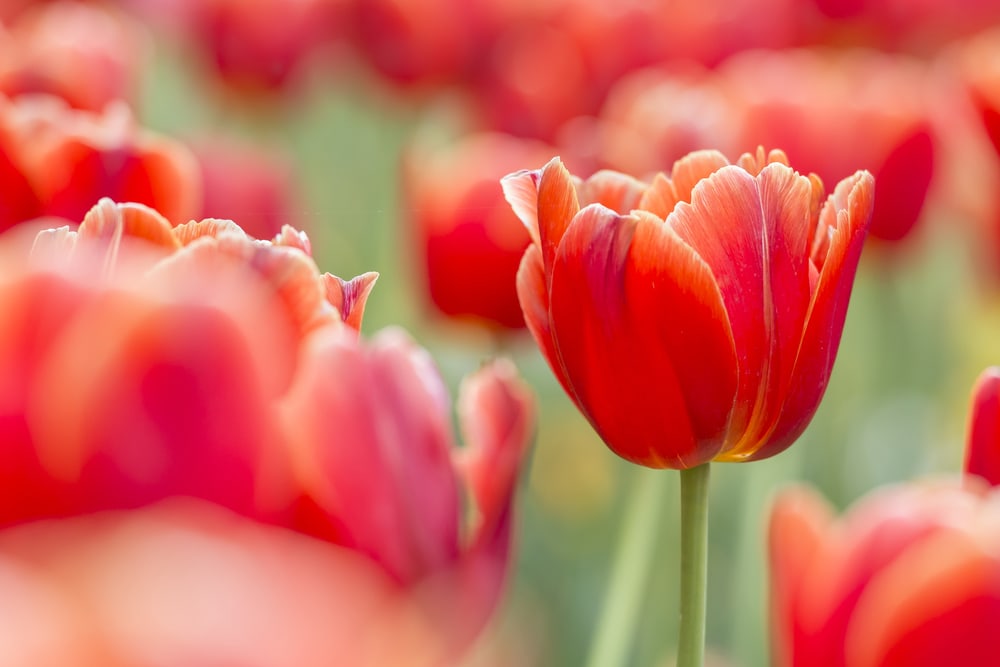 Tulpen