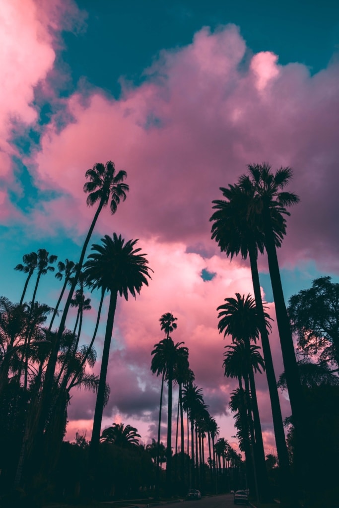 Palmen säumen eine Straße in Los Angeles vor einem pinken Himmel