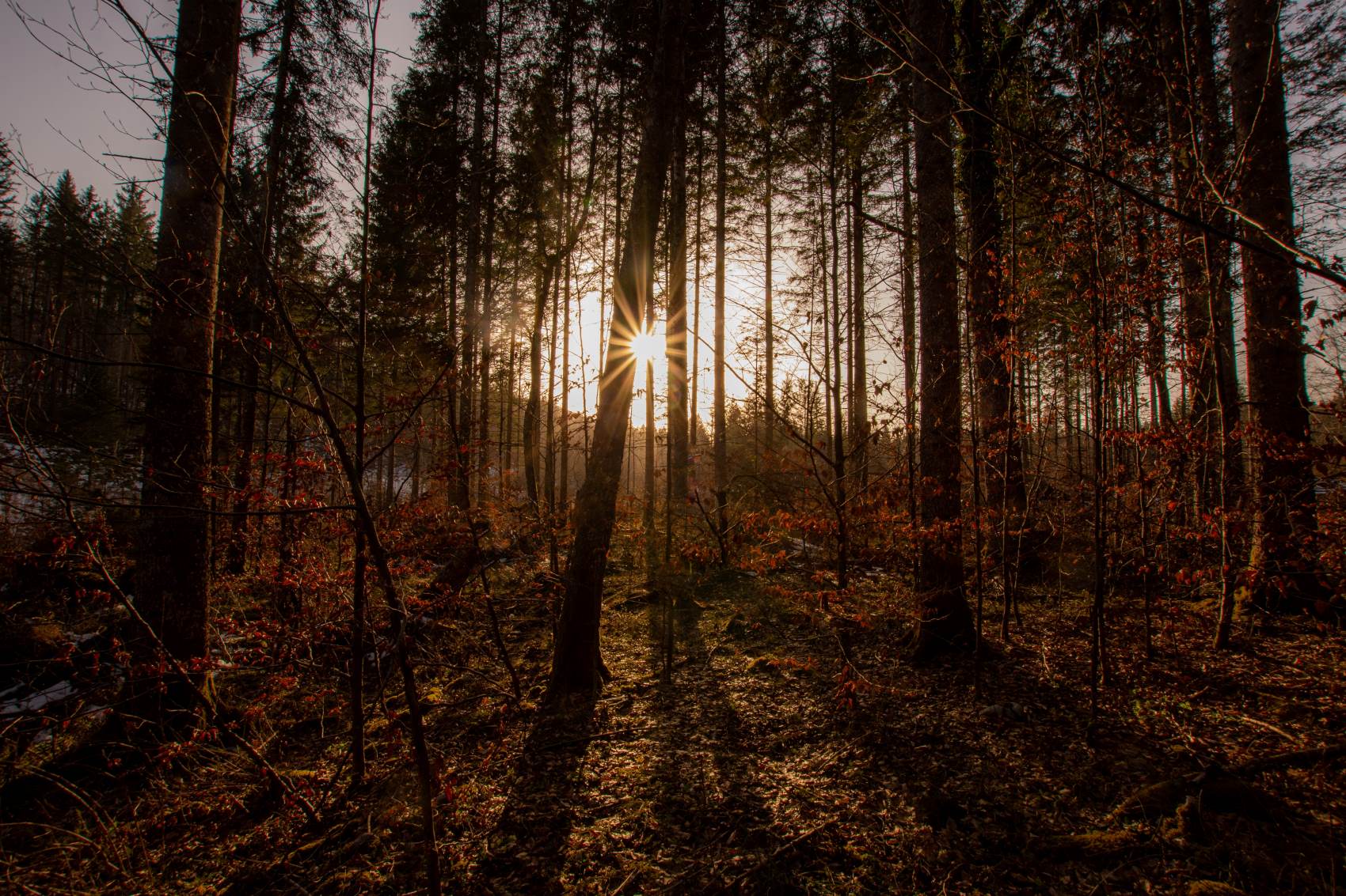 Wald in Kočevsko, Slowenien