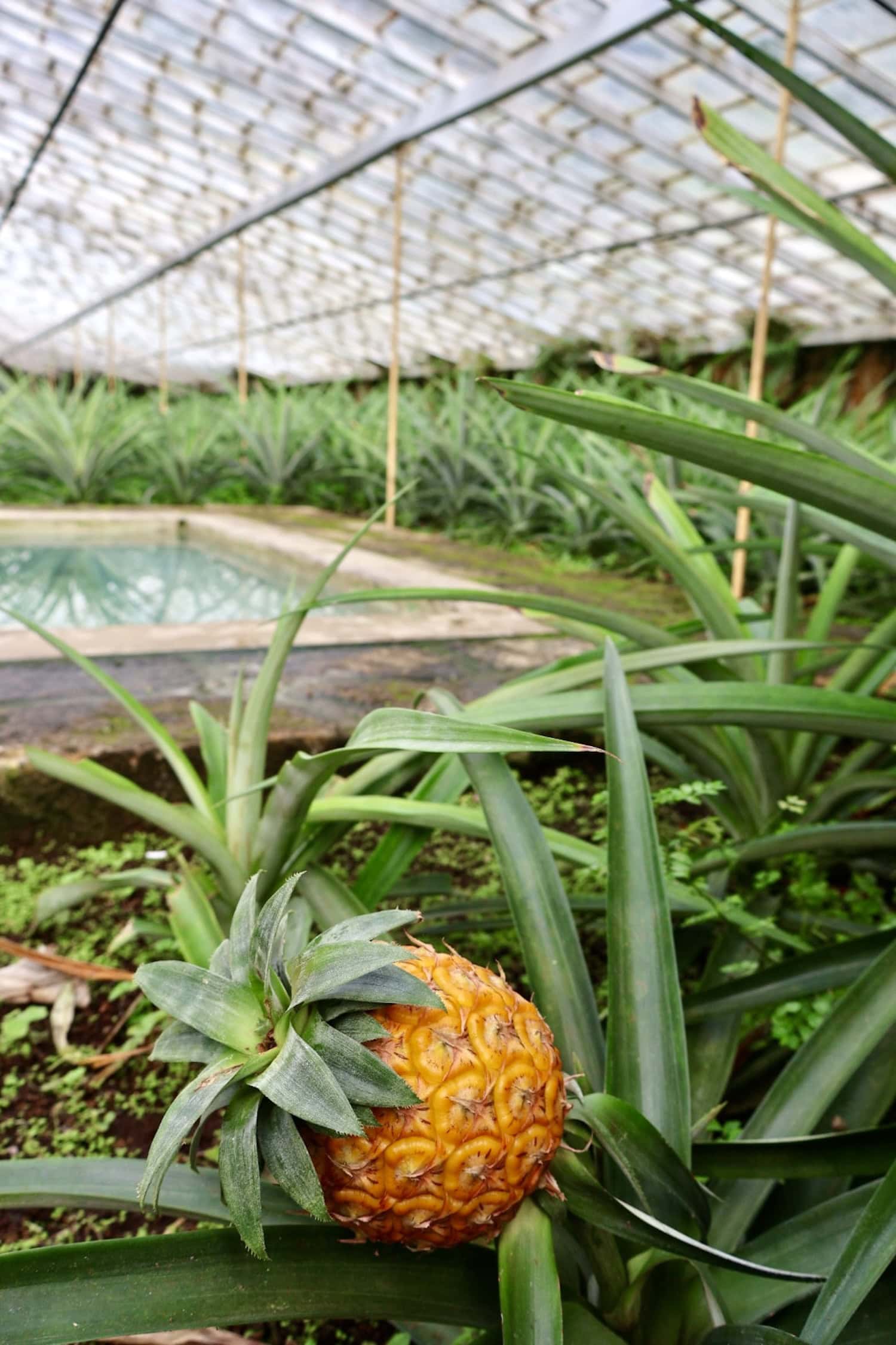 Whirlpool im Ananas-Gewächshaus im Senhora da Rosa