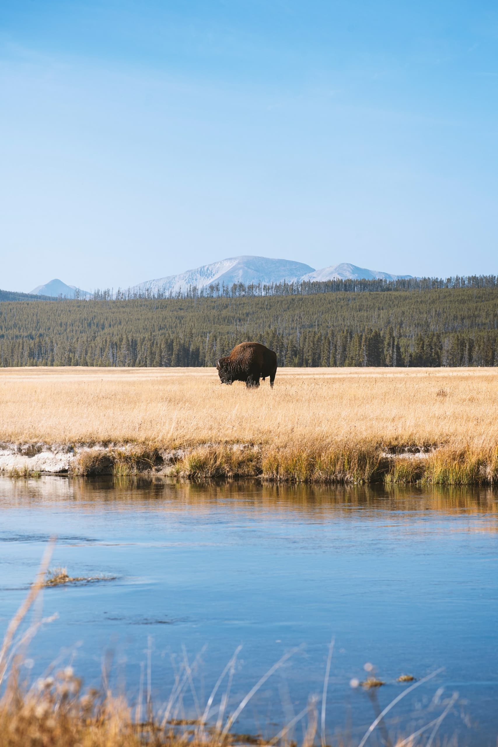 Bison auf Wiese im Yellowstone Nationalpark, USA