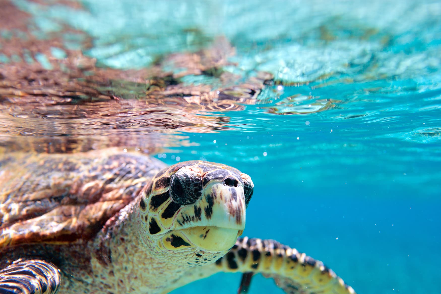 Nahaufnahme einer Echten Karettschildkröte im Ozean vor den Seychellen