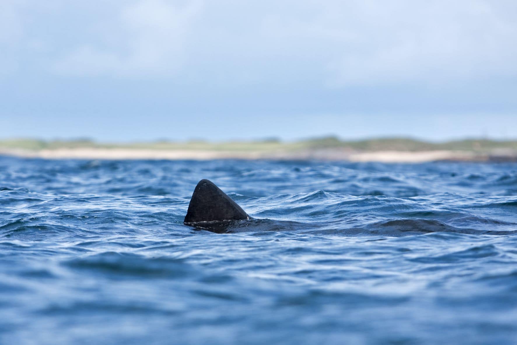 Flosse eines Riesenhais, Cetorhinus maximus