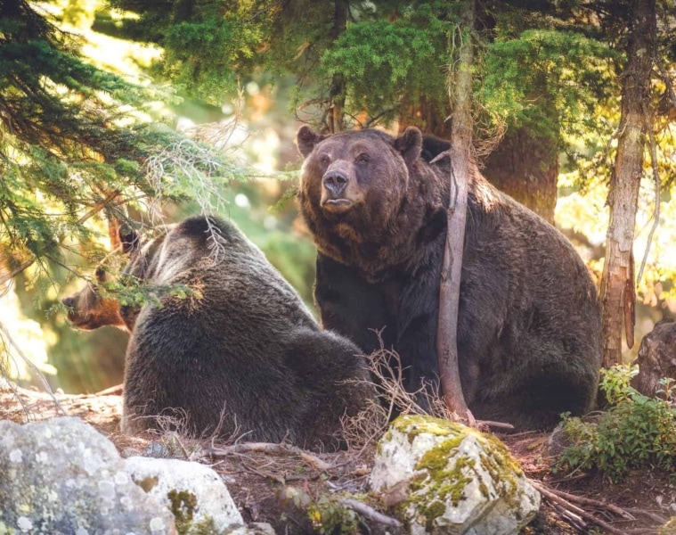 grizzly-baeren-kanada