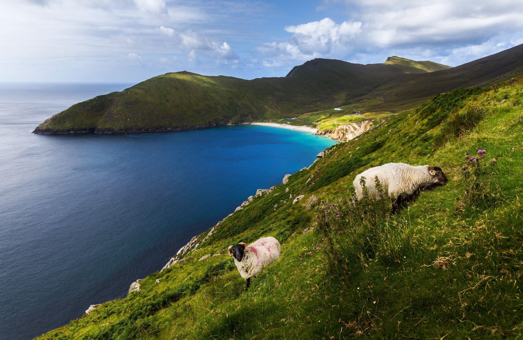 Schafe auf Achill Island in Irland
