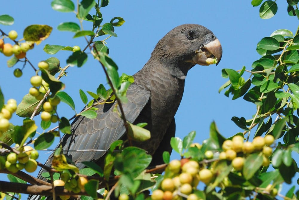 Seychellen-Vasapapagei
