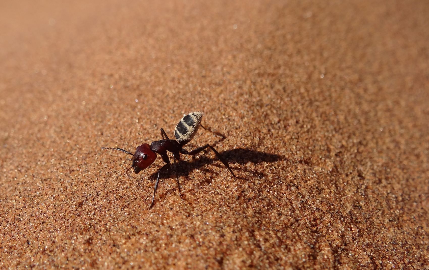 Nahaufnahme einer Dünenameise in der Wüste in Namibia
