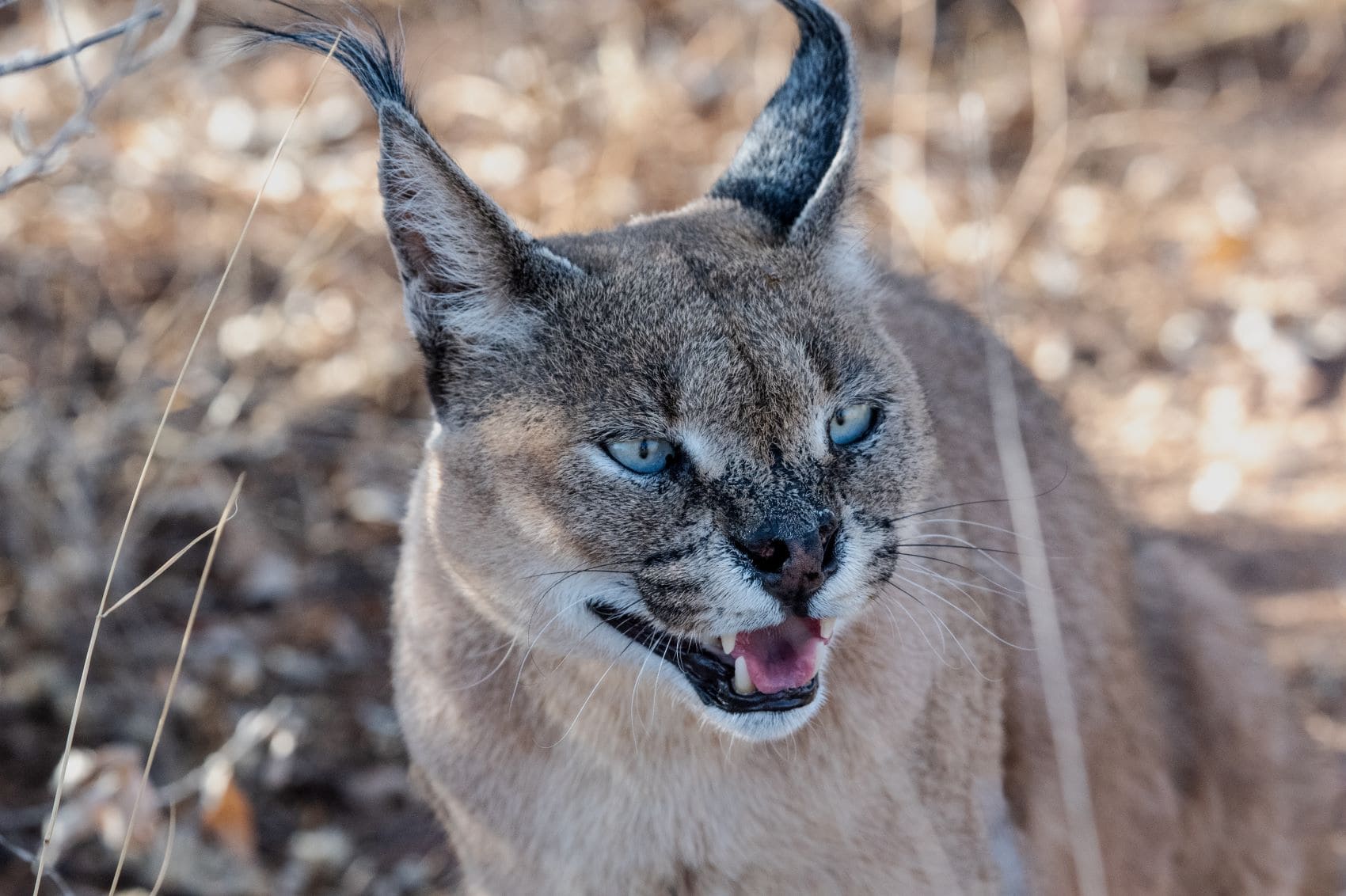 Namibia: Wildkatze in der Natur