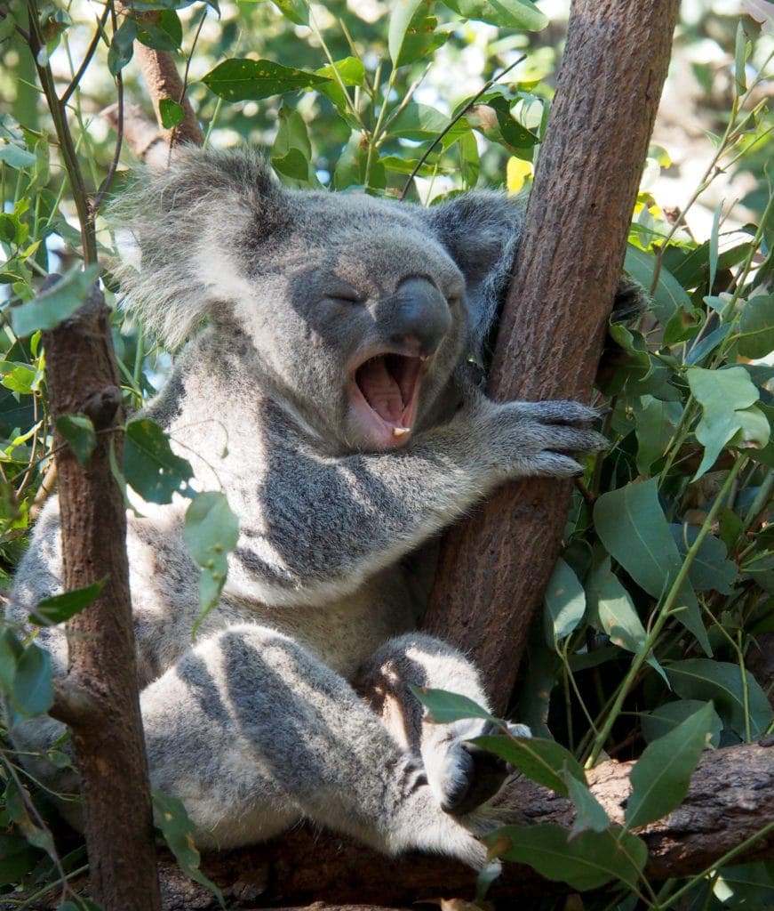 süßer Koala in Queensland