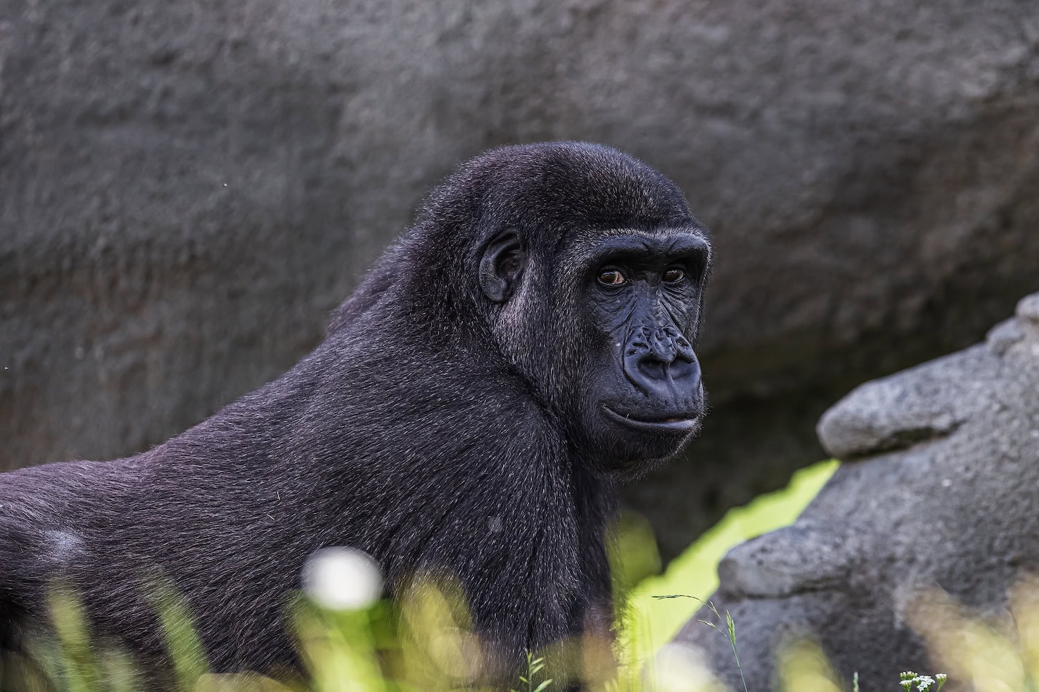 Flachlandgorillas – hier ein Weibchen