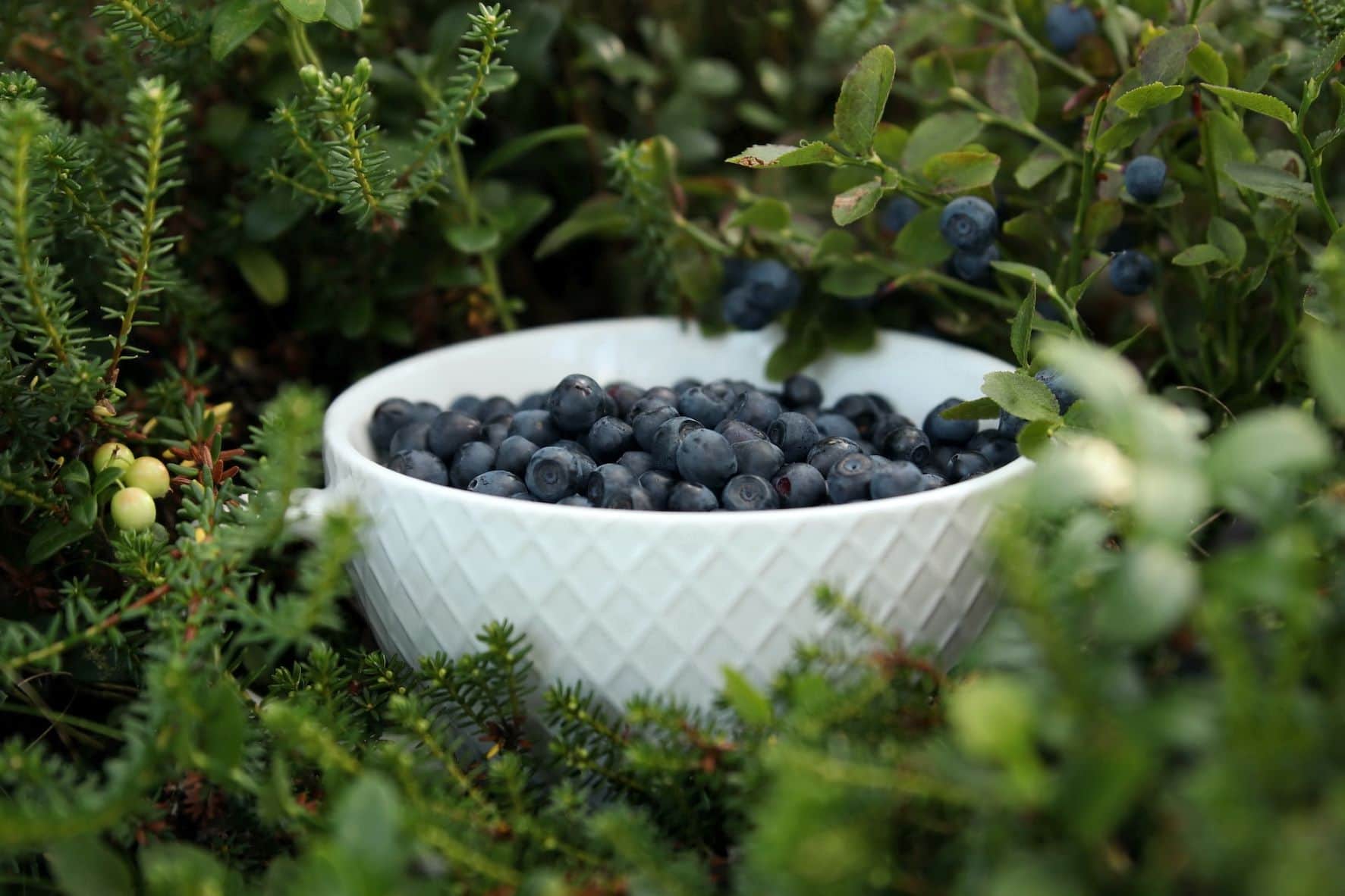 Schüssel Blaubeeren im Grünen