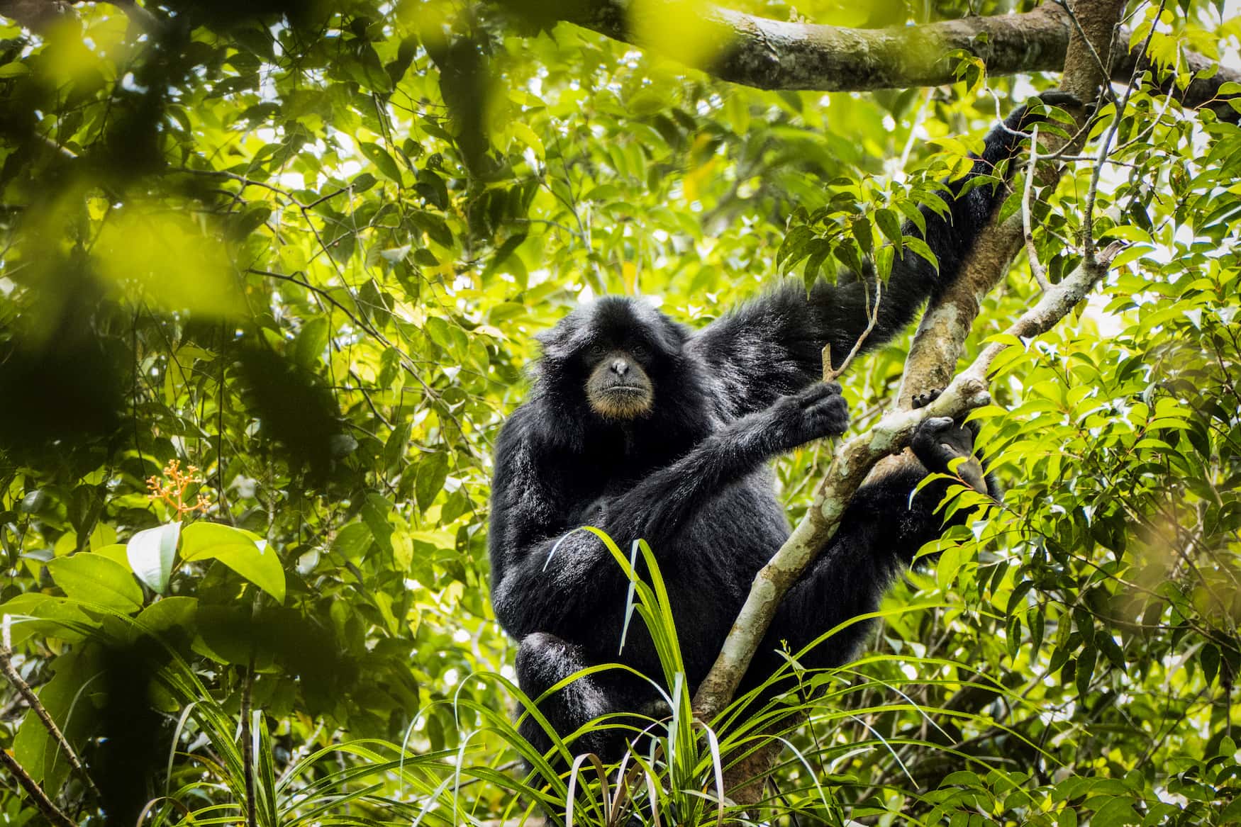 Schwarzer Gibbon im Dschungel von Laos