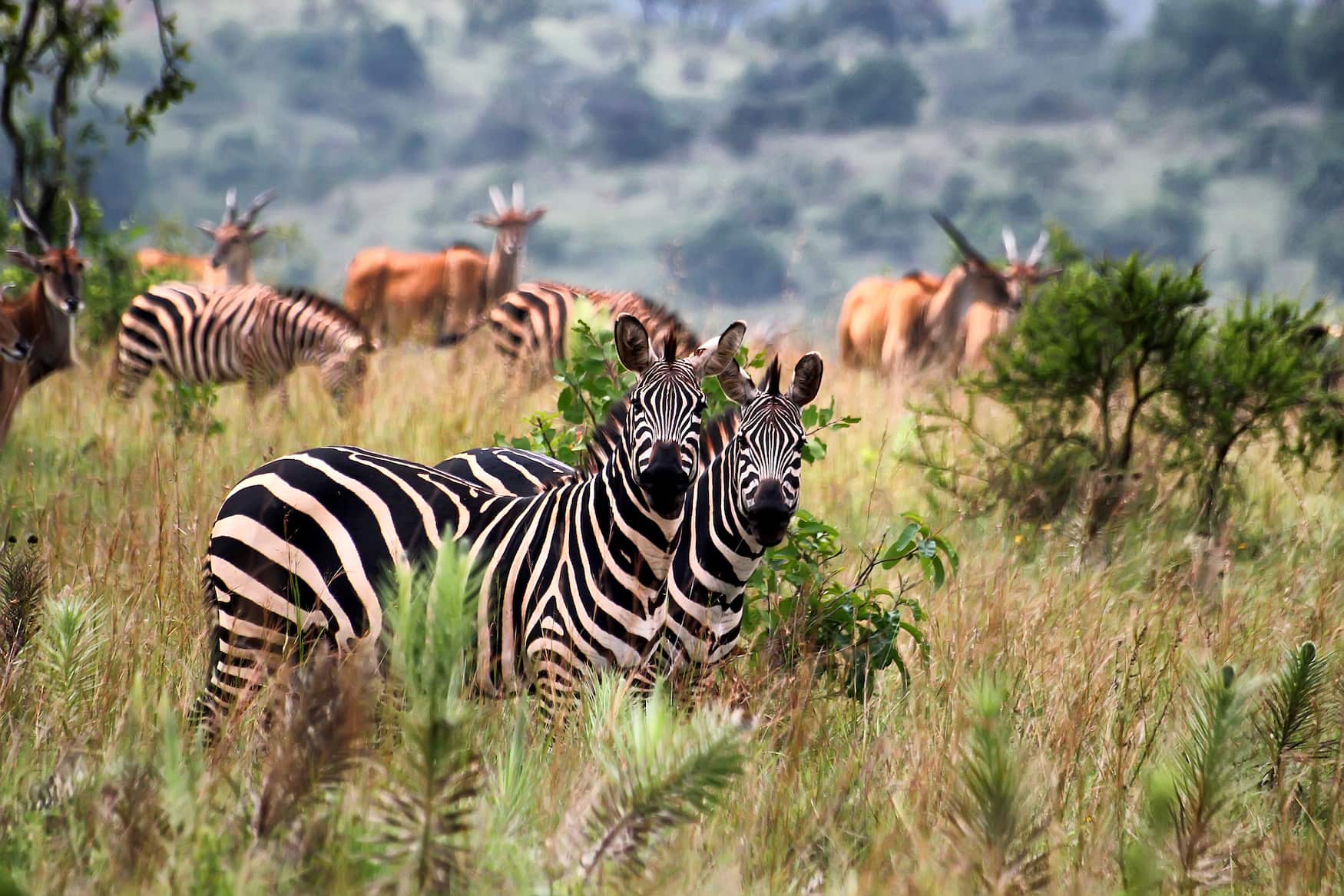 Zebras in Nationalpark iN Ruanda