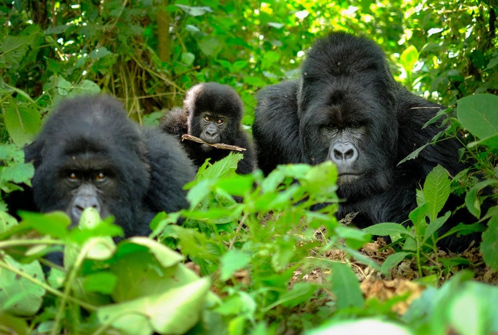 Gorillafamilie in Ruanda