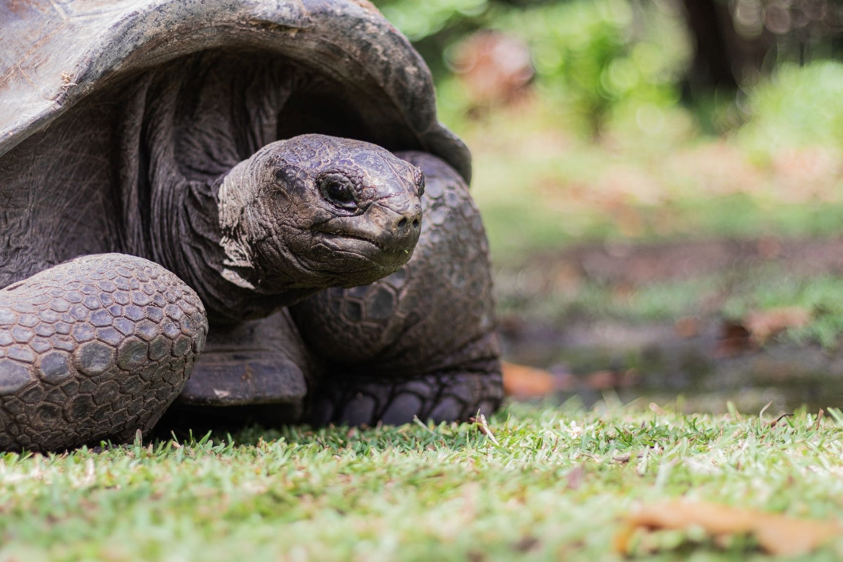 Riesenschildkröte auf den Seychellen 