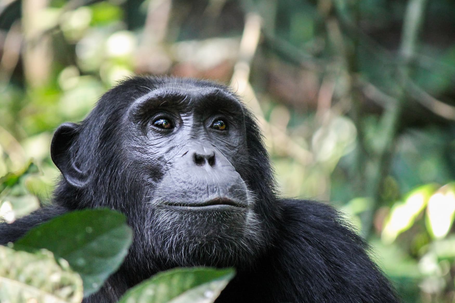 Schimpanse in Ruanda