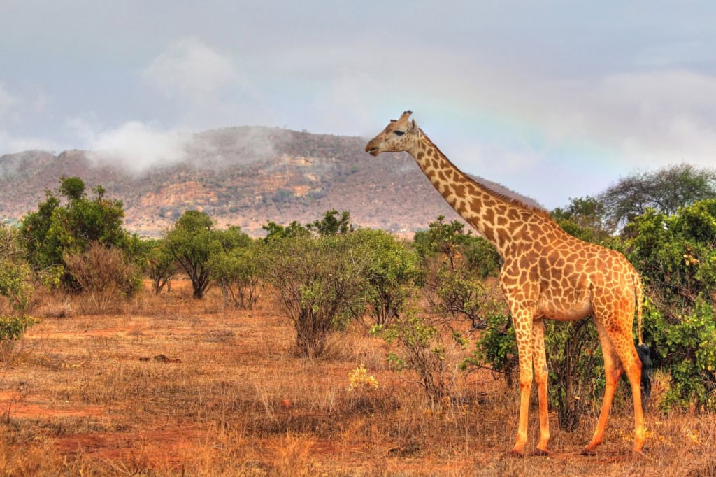 Giraffe in freier Wildbahn in Kenia