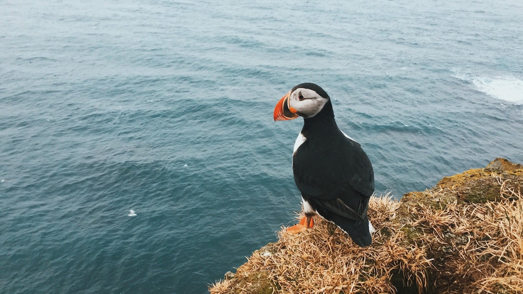 Puffin steht auf Küste vor isländischem Ozean