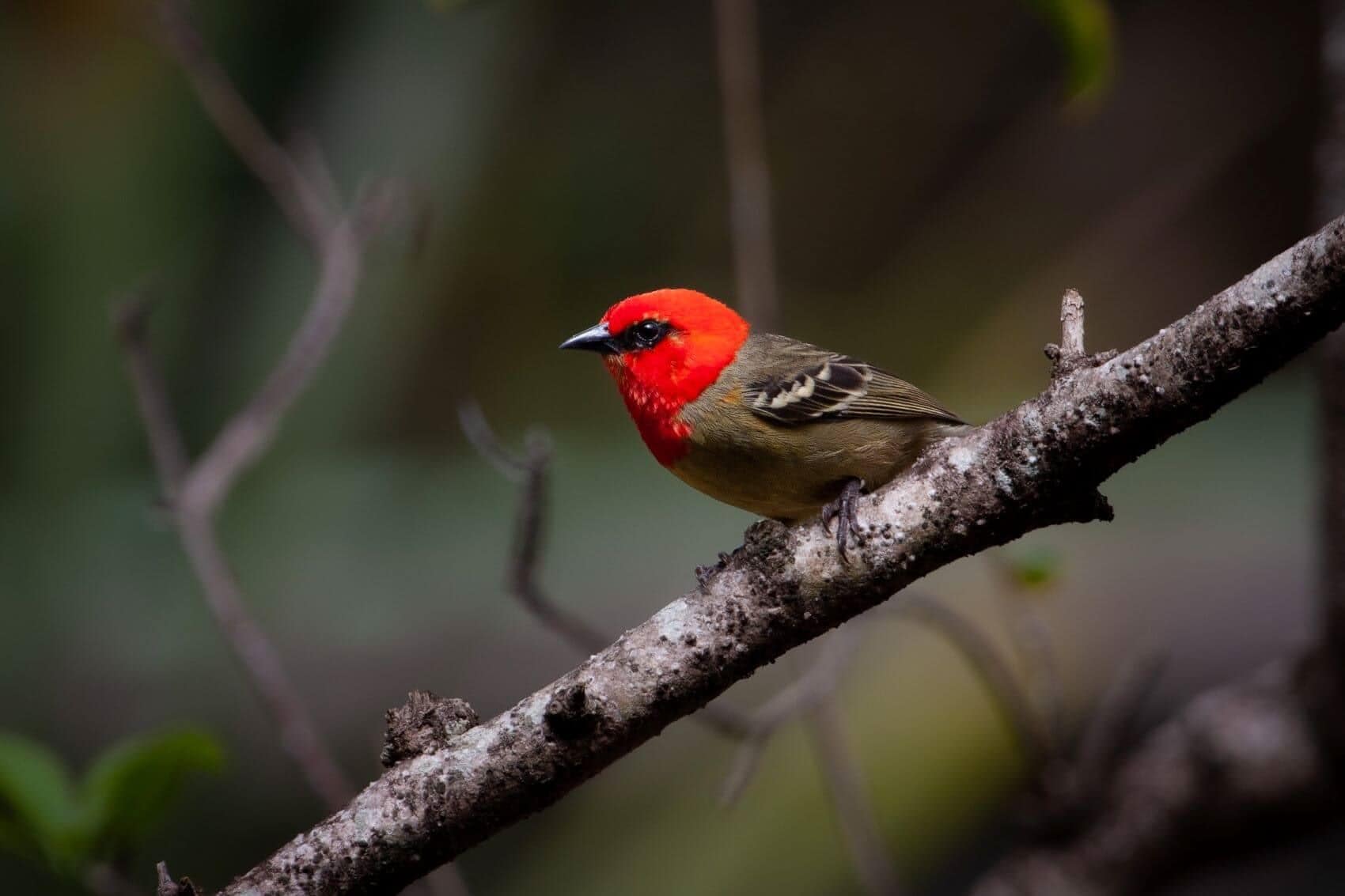 Vogel Mauritus-Fody 