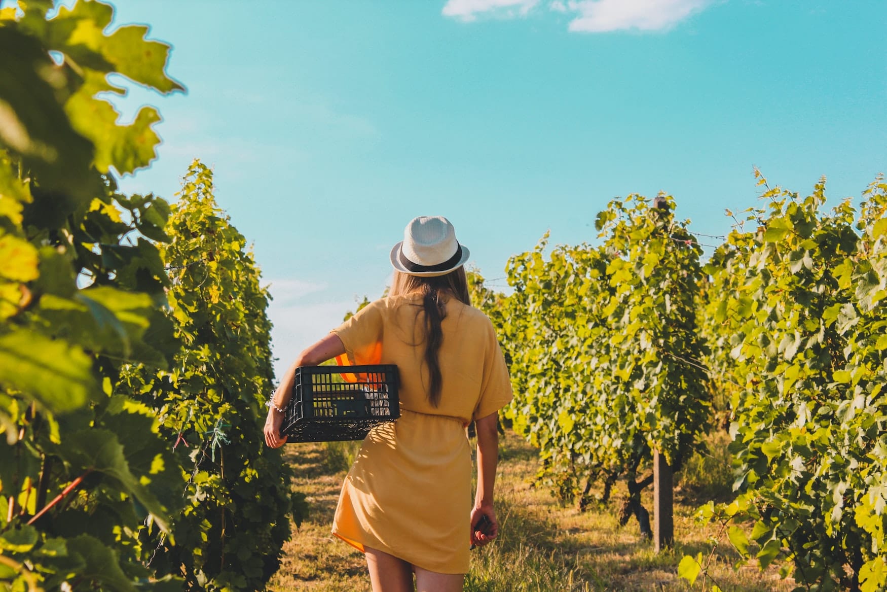 Weinreben mit Frau in Ilok