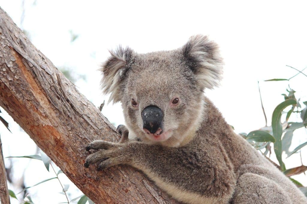 Wild Koala Day: Koala Clancy im You Yang Regionalpark