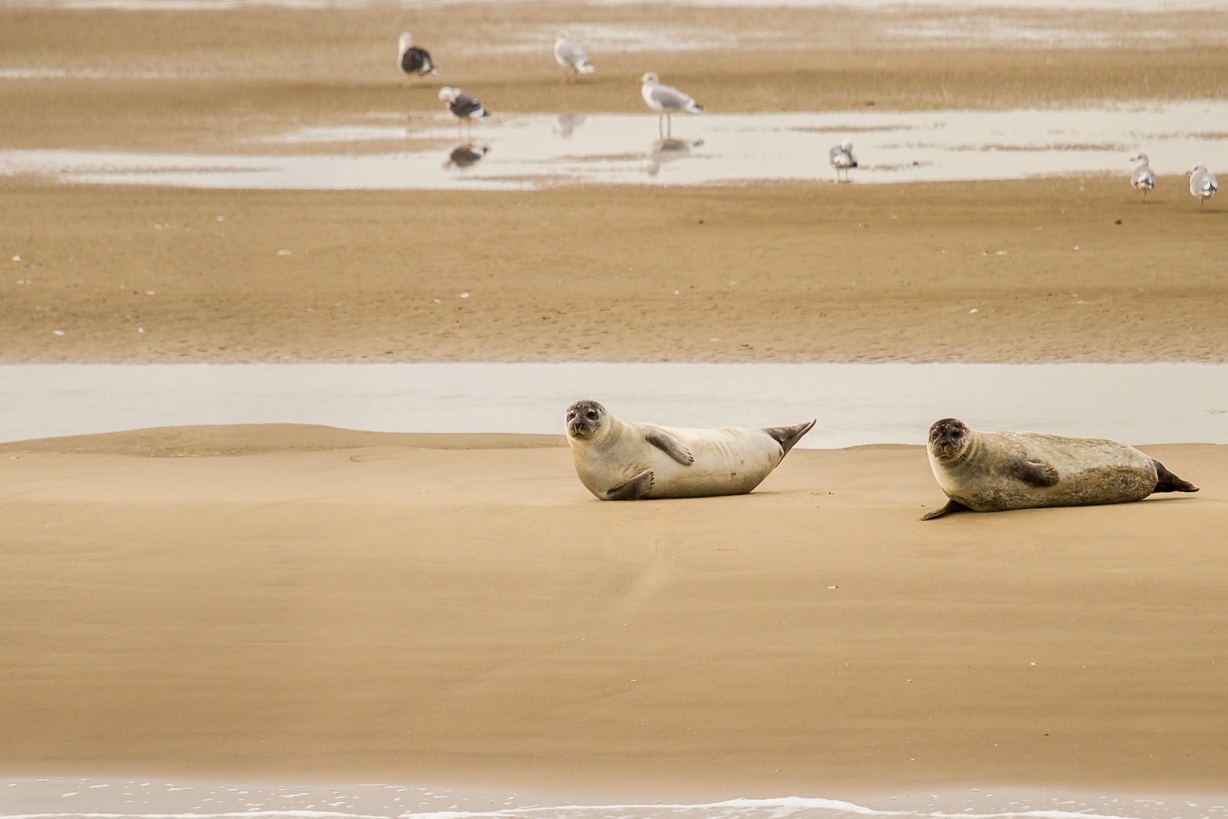 Seehunde auf einer Robbenbank vor Büsum in der Nordsee