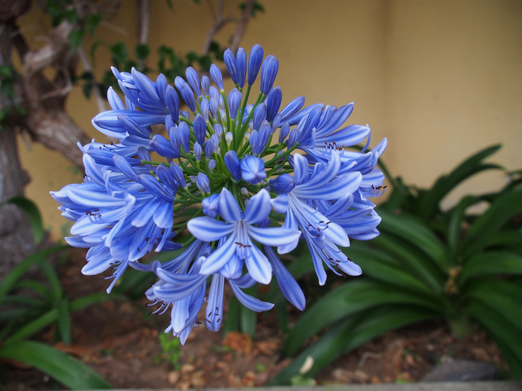 Blume auf Porto Santo