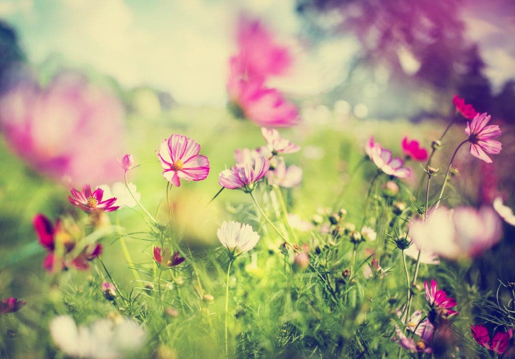 Blumenwiese