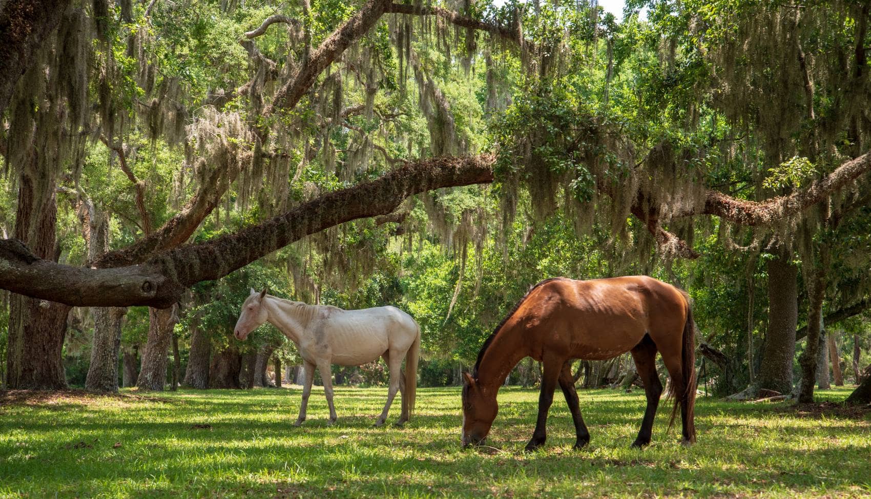 Wilde Pferde grasen in Park auf Cumberland Island 