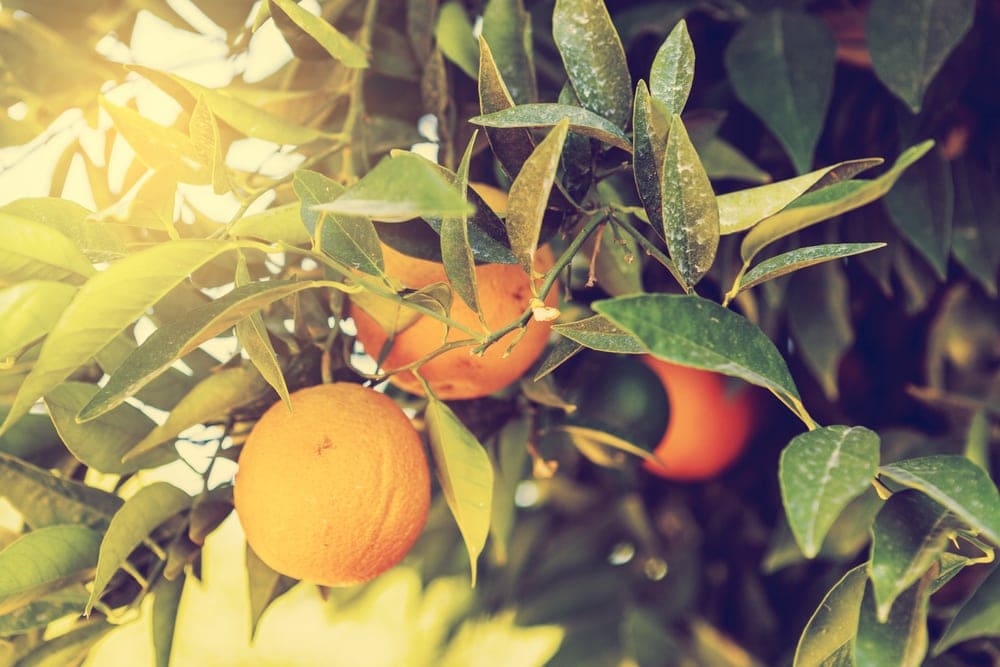 Orangen hängen an einem Baum