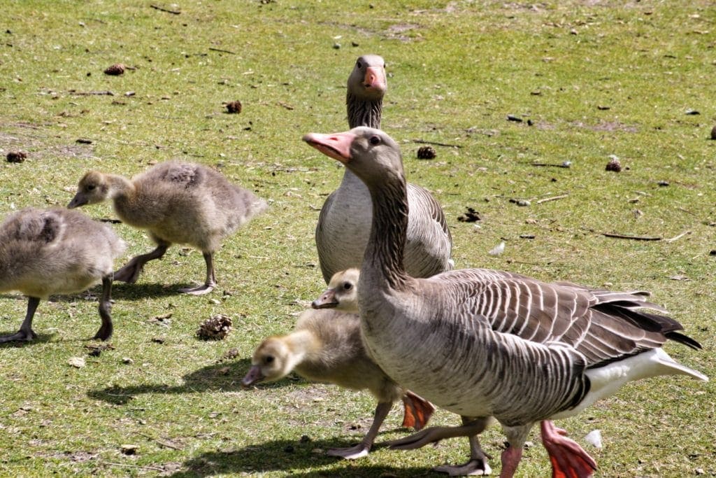 Gänse auf Amrum