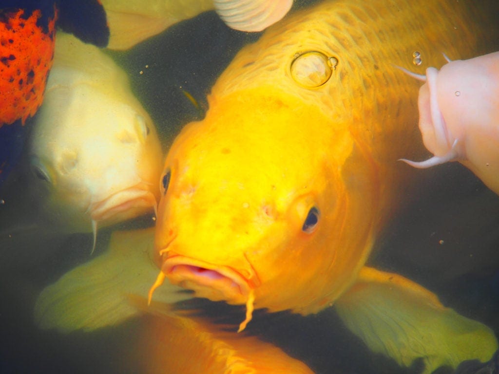 Koi im Park von Komamoto - Kyushu Japan