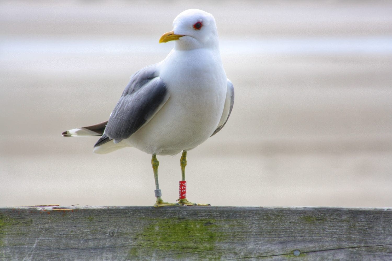 Möwe in Nahaufnahme