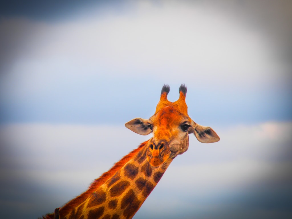 Portrait einer Giraffe in Südafrika