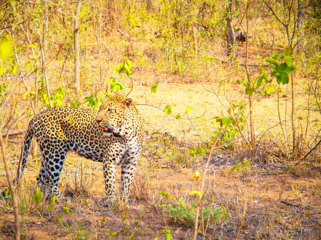 Leopard in Südafrika