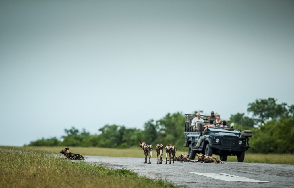 Auf Safari - Aufeinandertreffen mit einem Rudel Hyänen