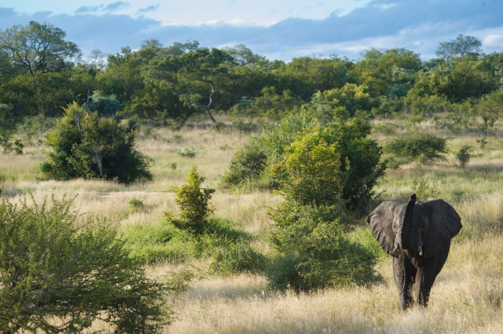 Elefant in der Savanne