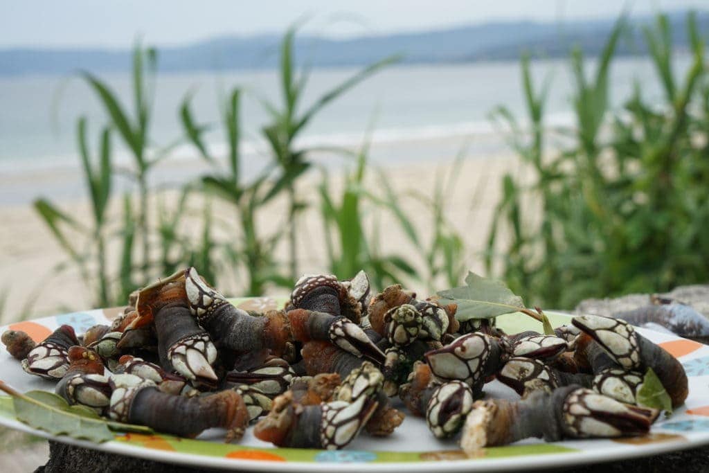 Teure Krebstiere genannt Percebes in Galicien