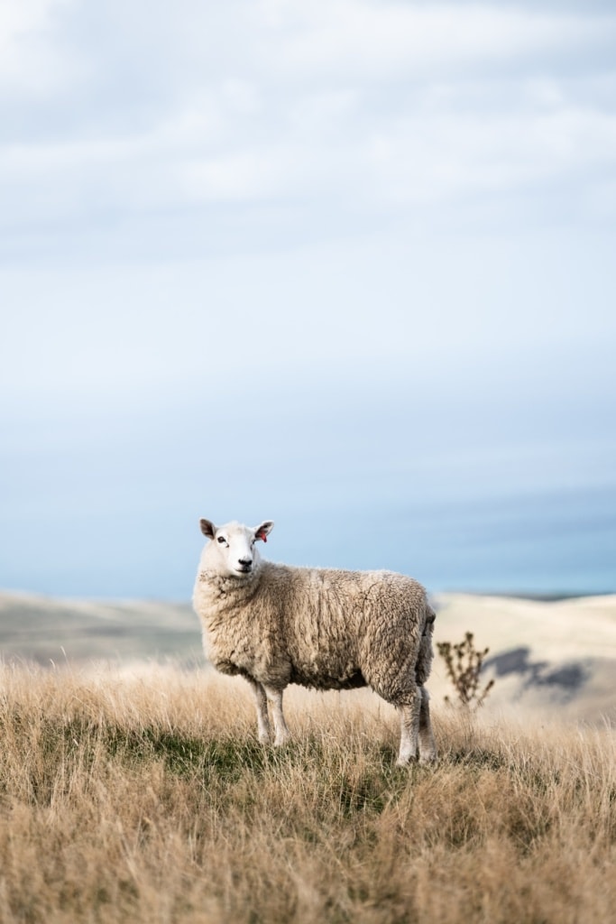 Schaf in Neuseeland