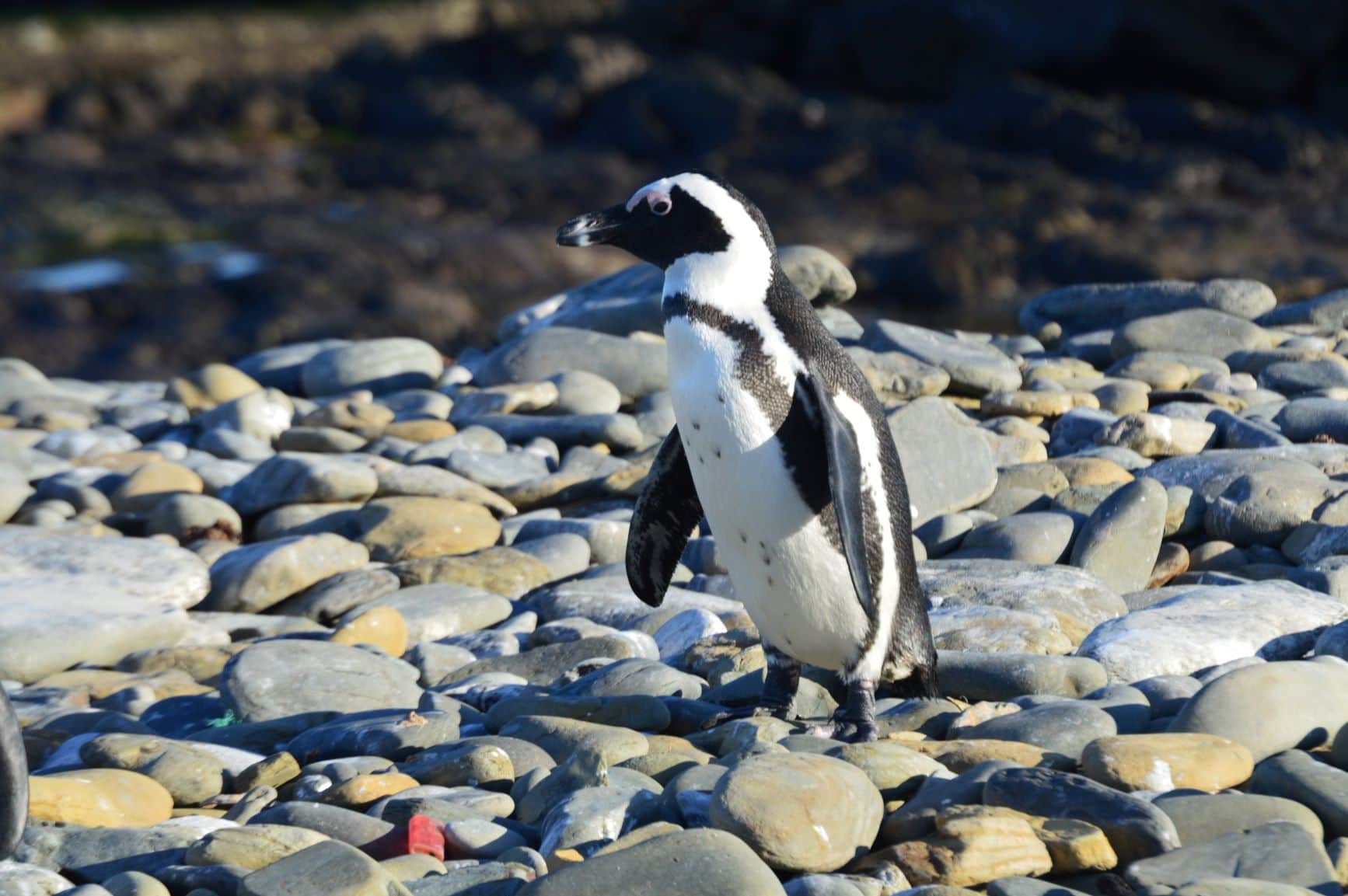 Pinguin auf Robben Island, Südafrika